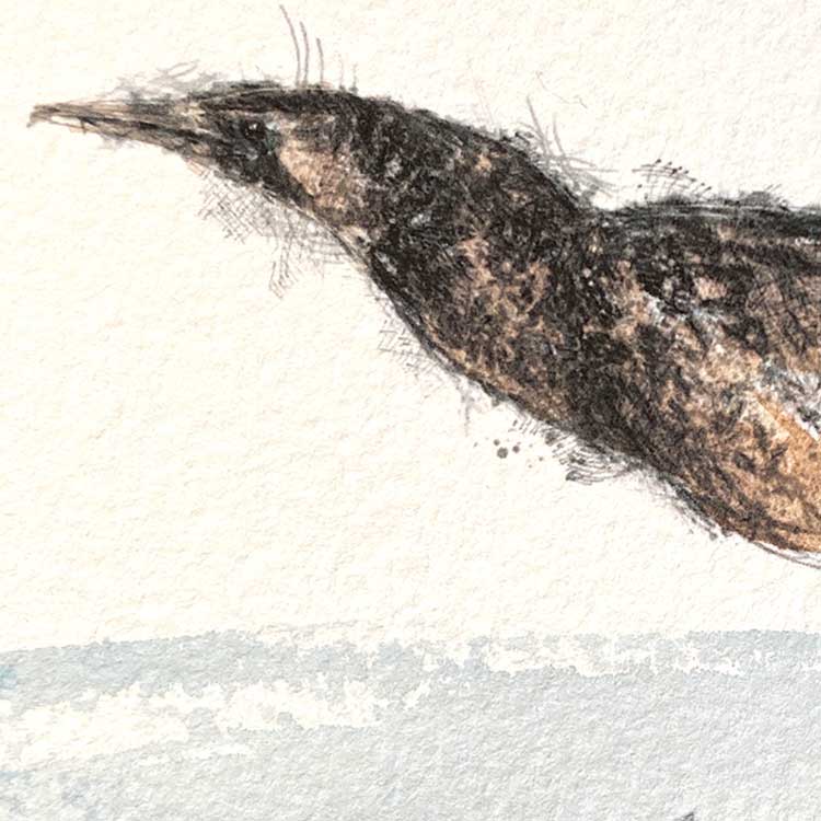 Bittern original mini sketch