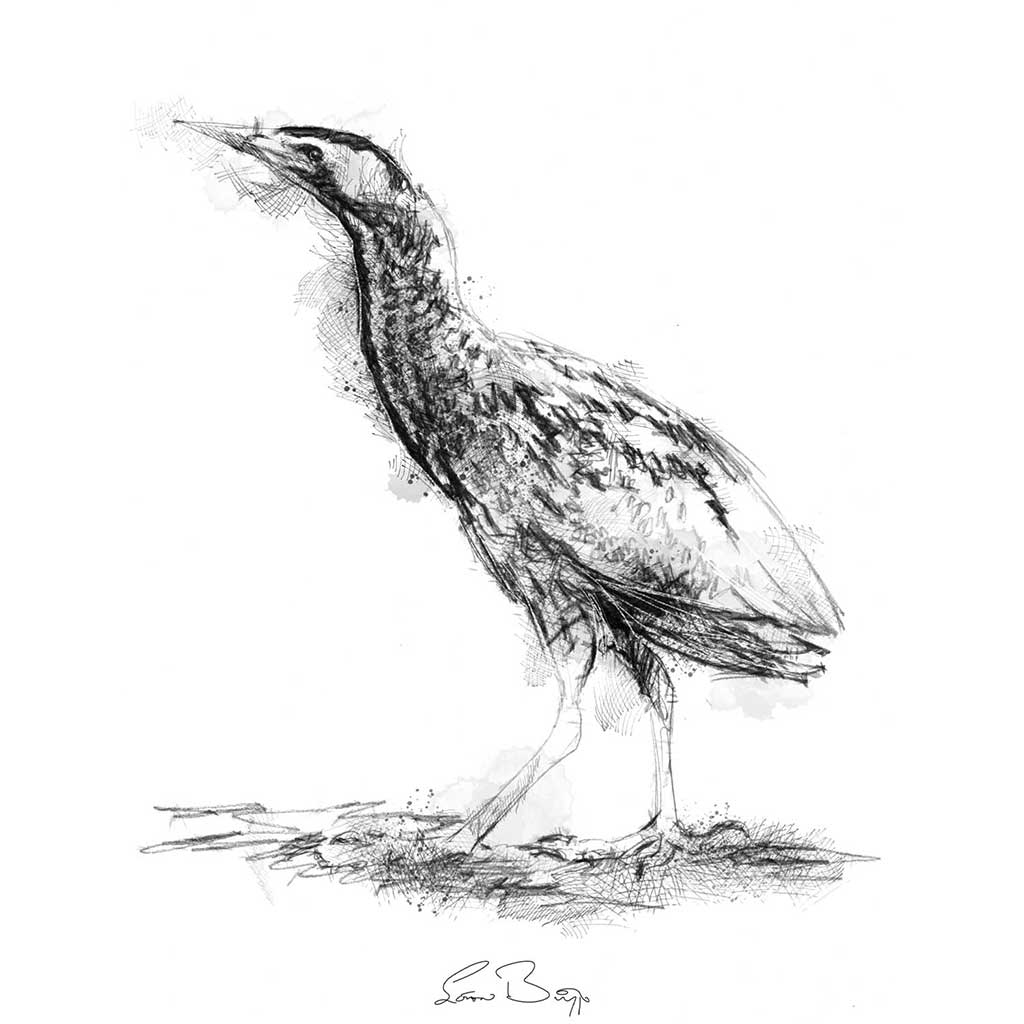Bittern