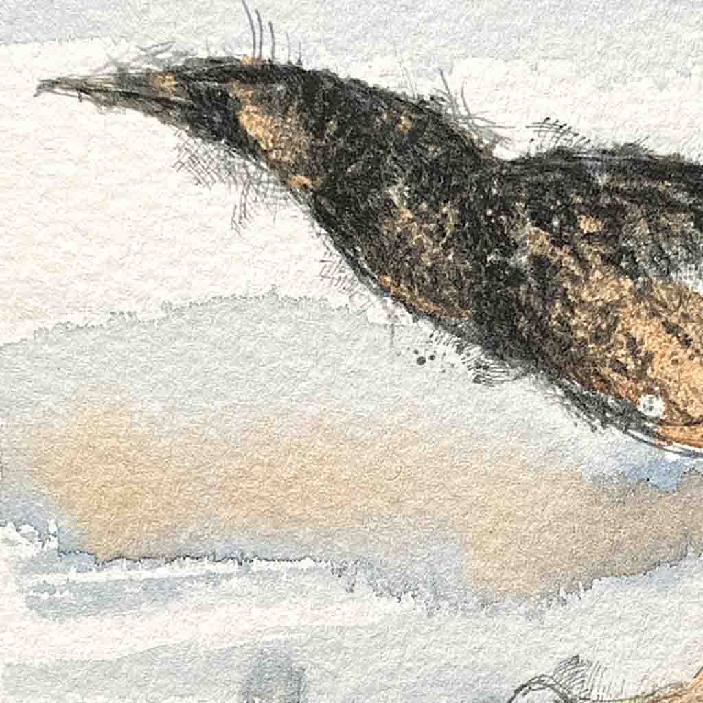 Bittern original mini sketch