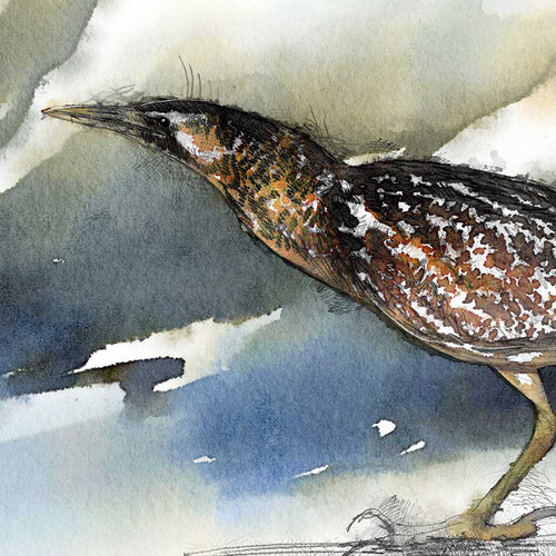 Bittern