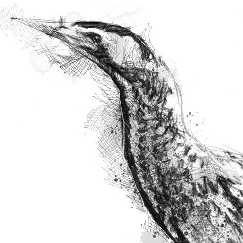 Bittern