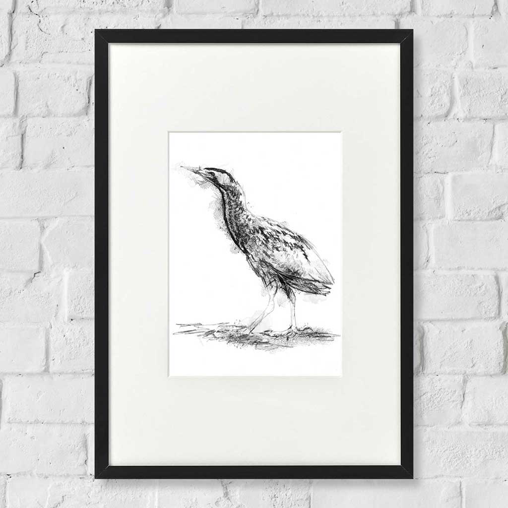Bittern