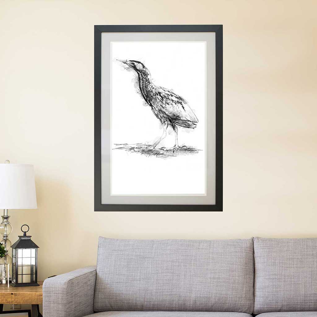 Bittern