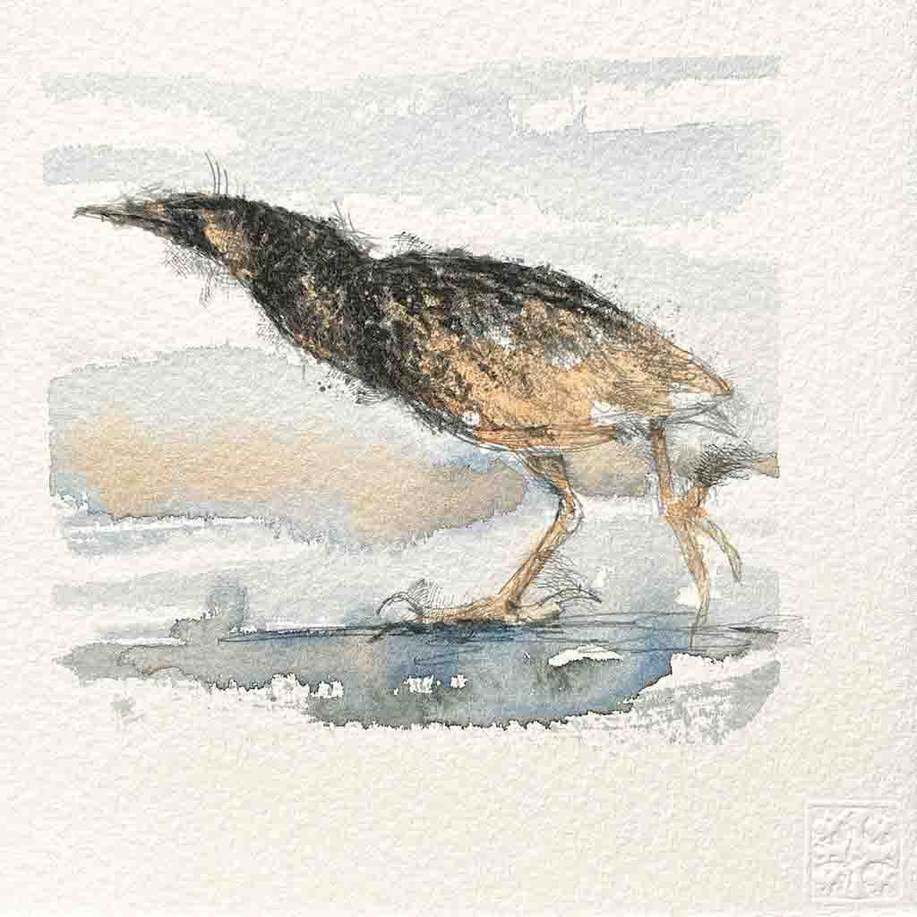 Bittern original mini sketch