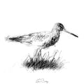 Black tailed godwit