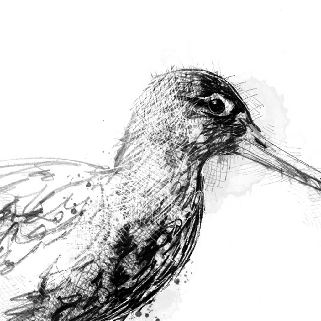 Black tailed godwit