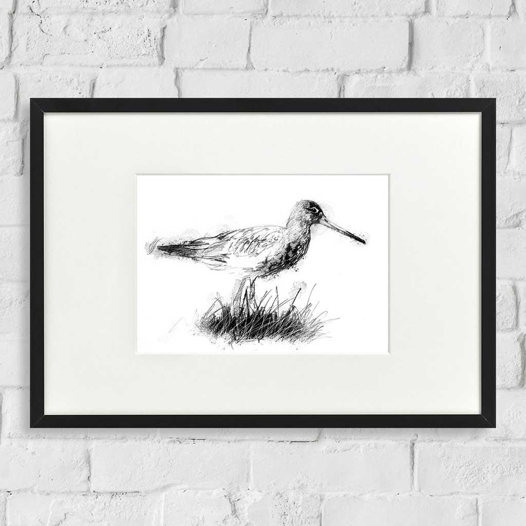 Black tailed godwit