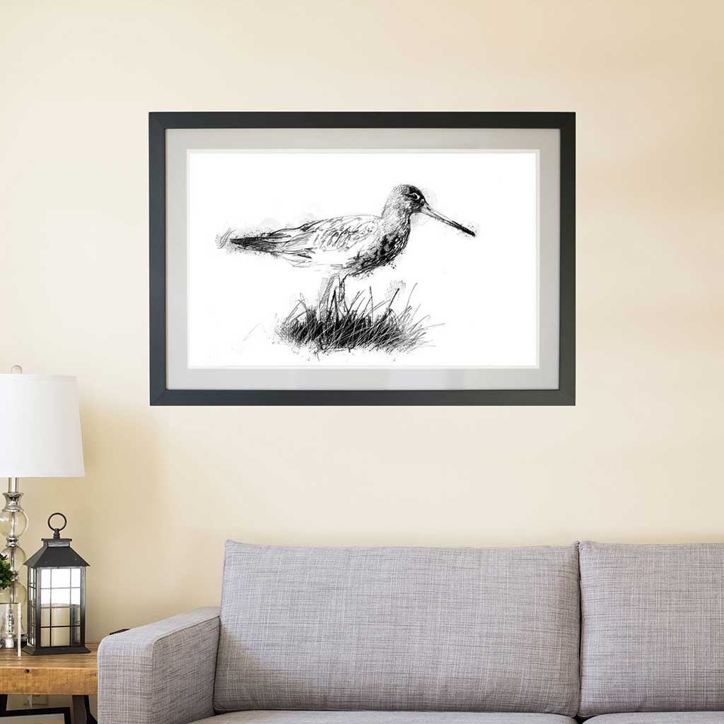 Black tailed godwit