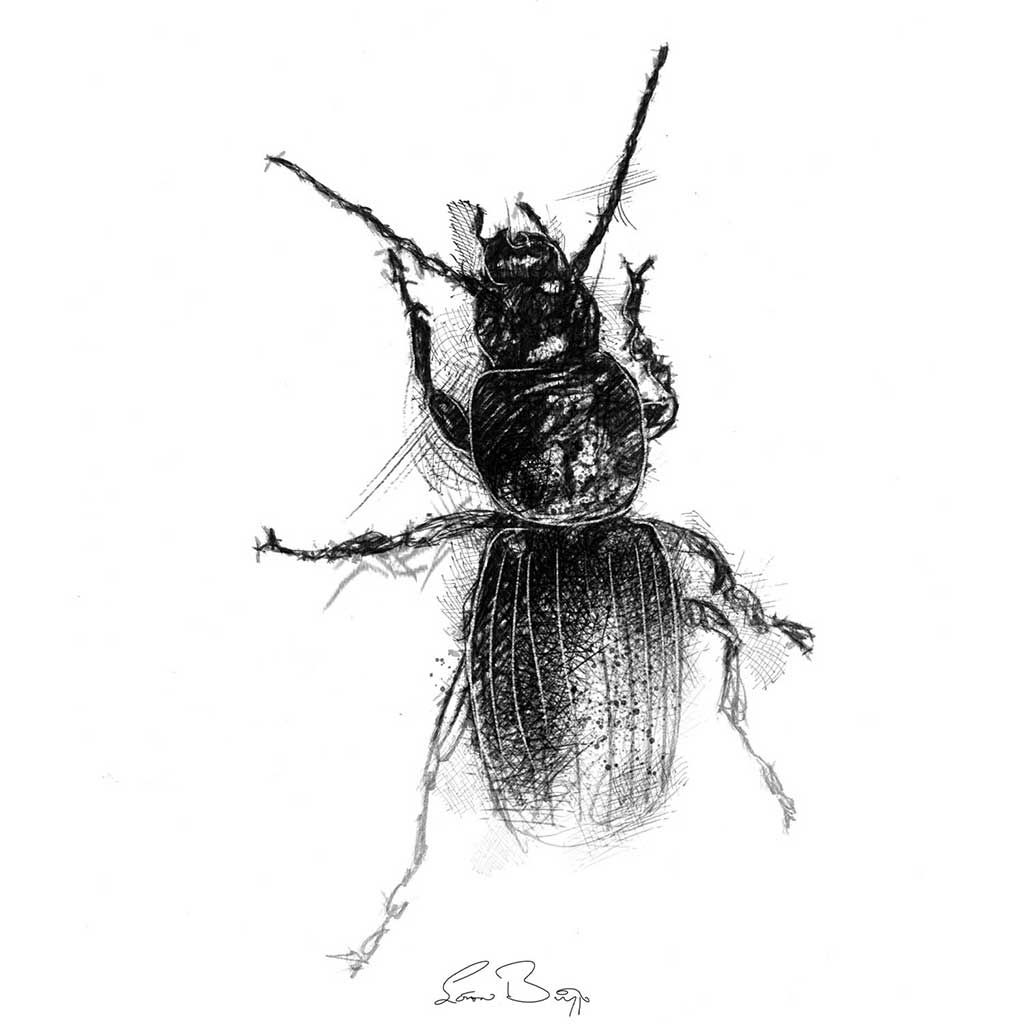 Black cock beetle