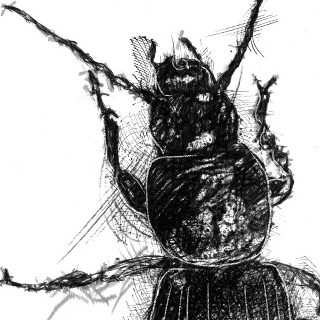 Black cock beetle