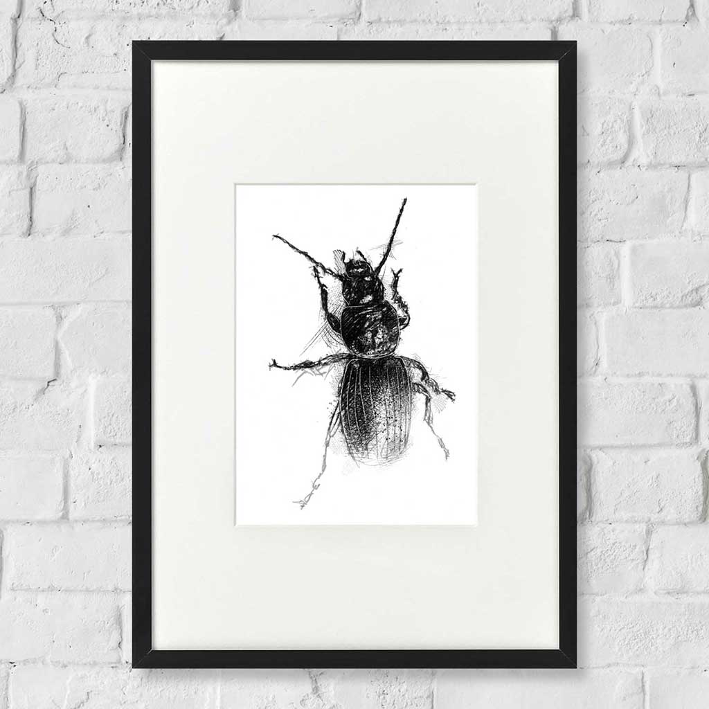 Black cock beetle