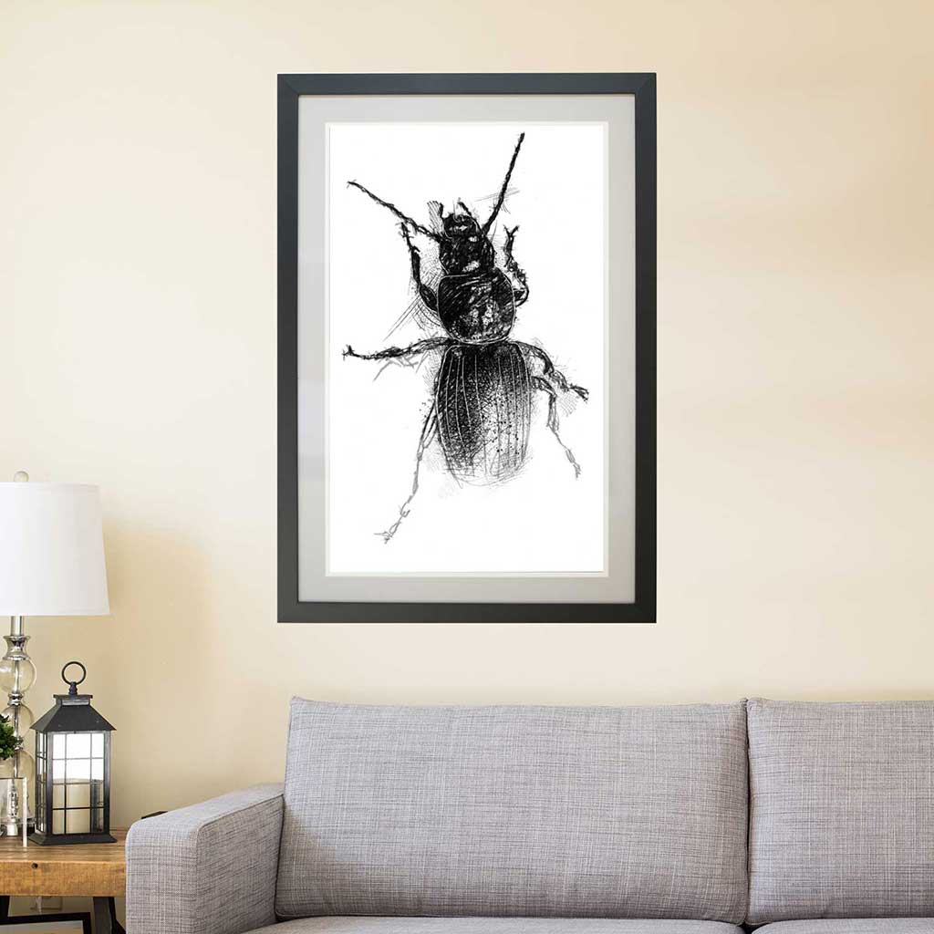 Black cock beetle