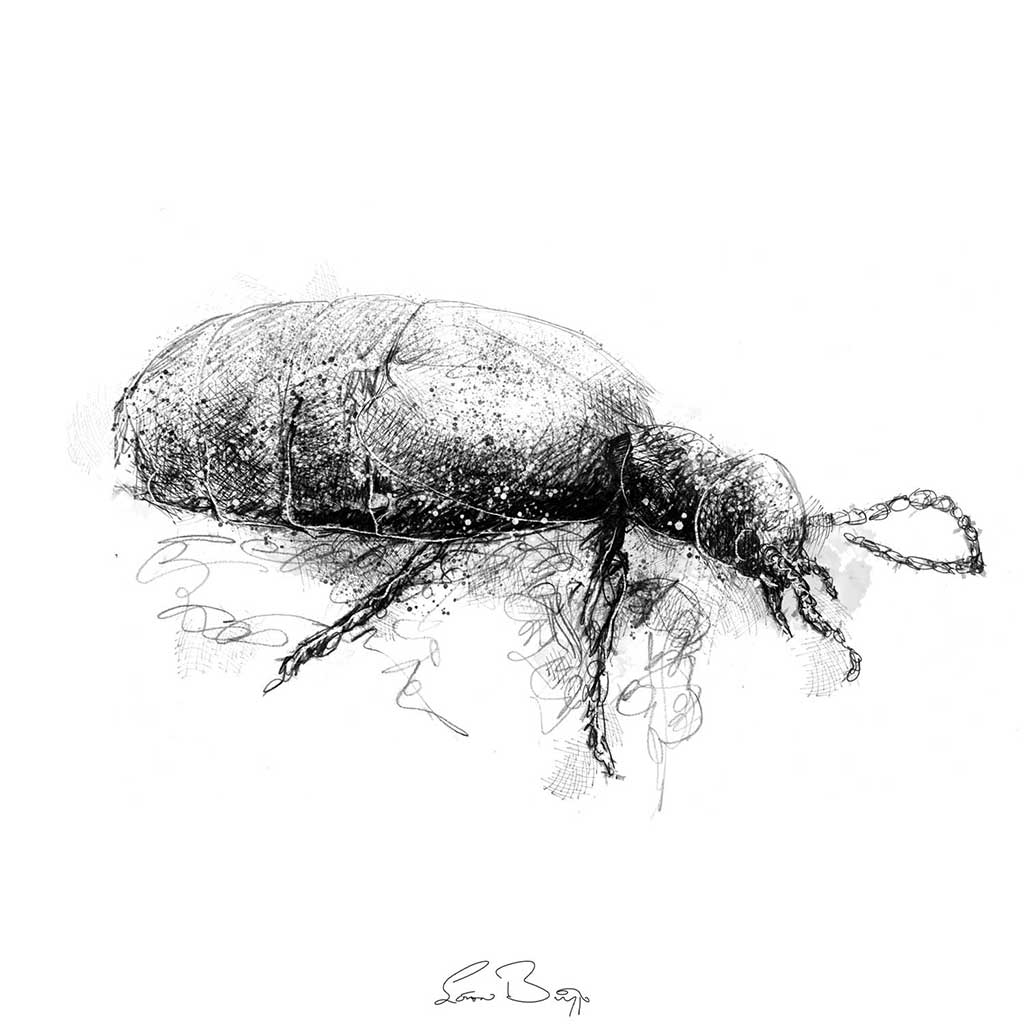 Black oil beetle