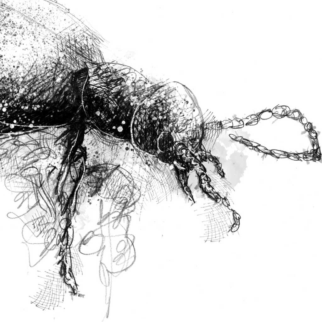 Black oil beetle