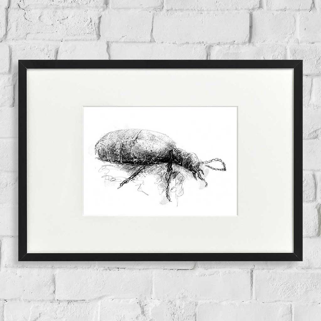 Black oil beetle
