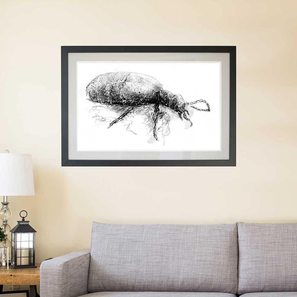 Black oil beetle