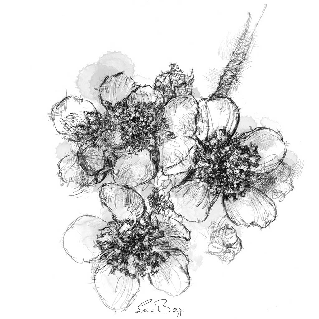 Blackberry flowers