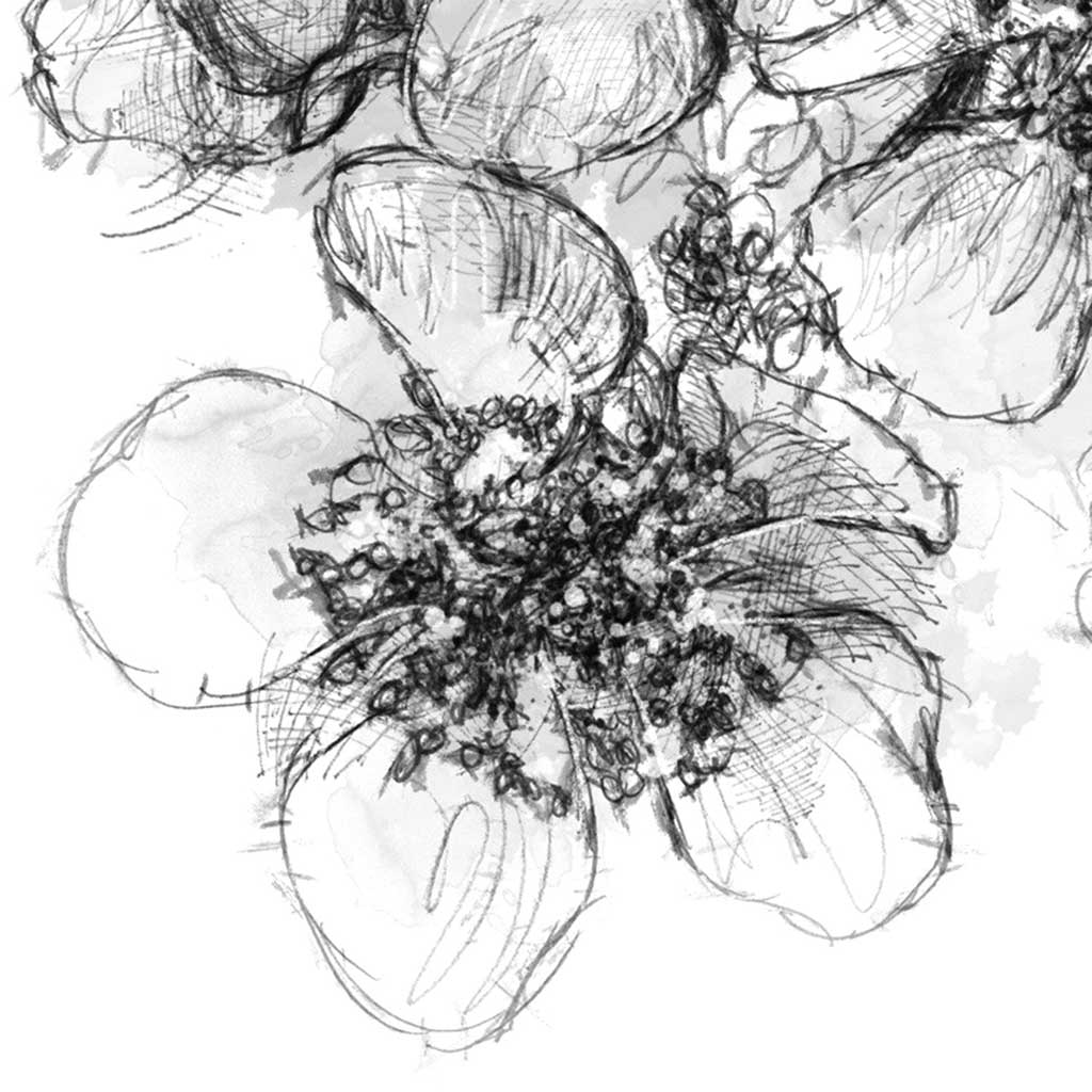 Blackberry flowers