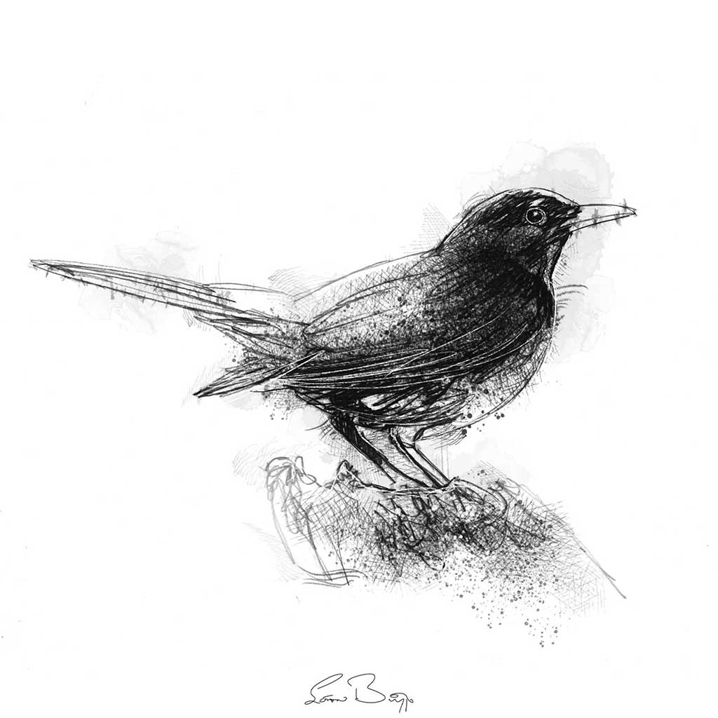 Blackbird