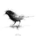 Blackbird song
