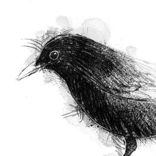 Blackbird song