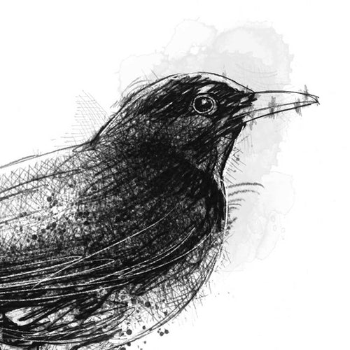 Blackbird