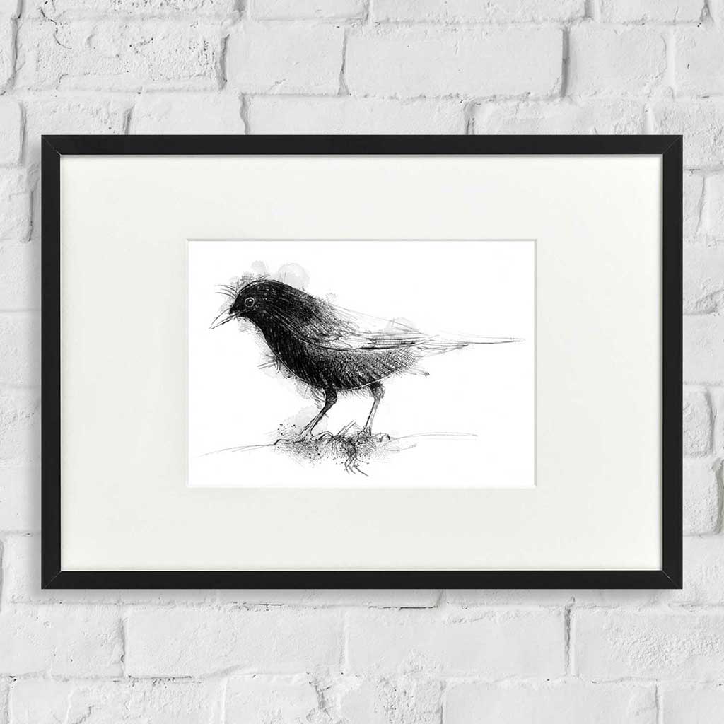 Blackbird song
