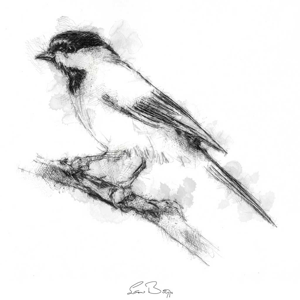 Blackcap bird