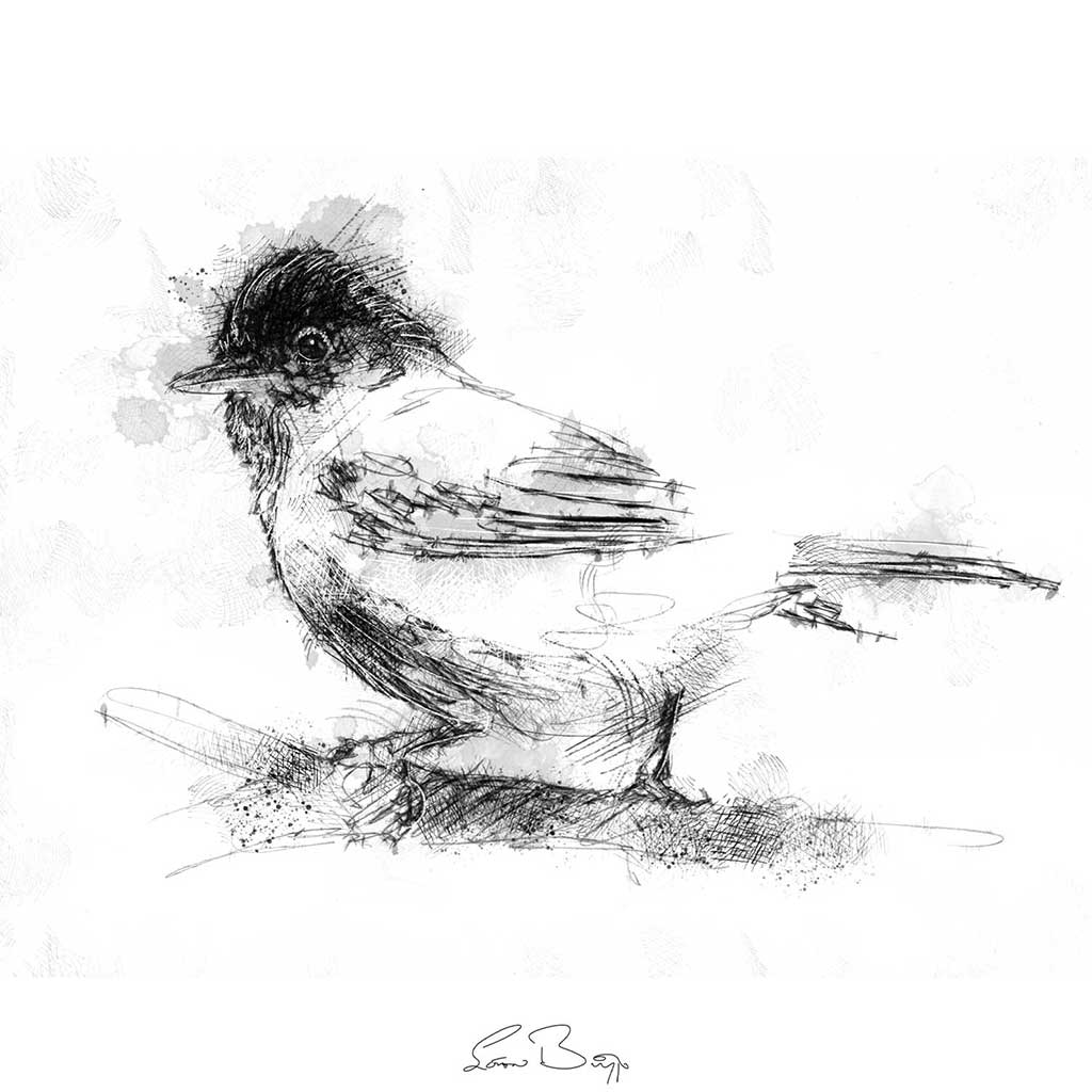 Black cap