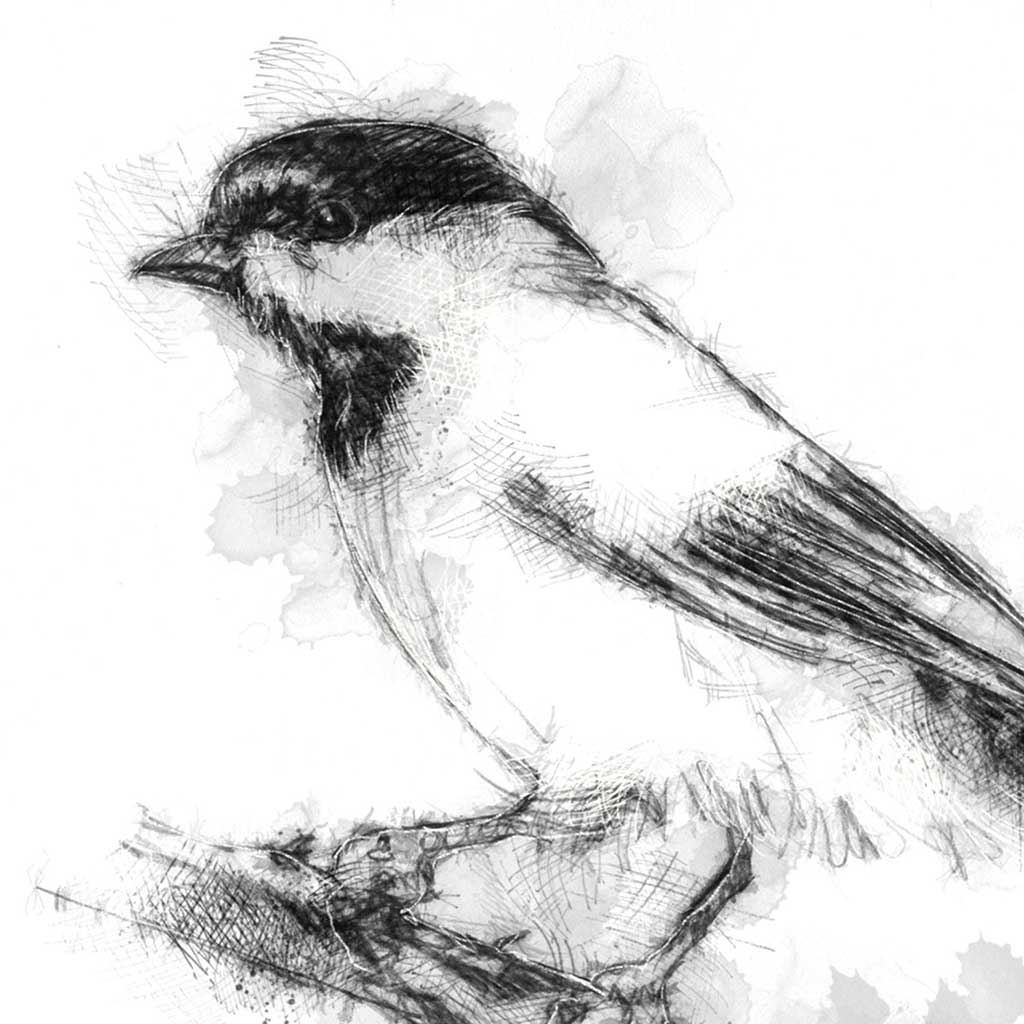 Blackcap bird
