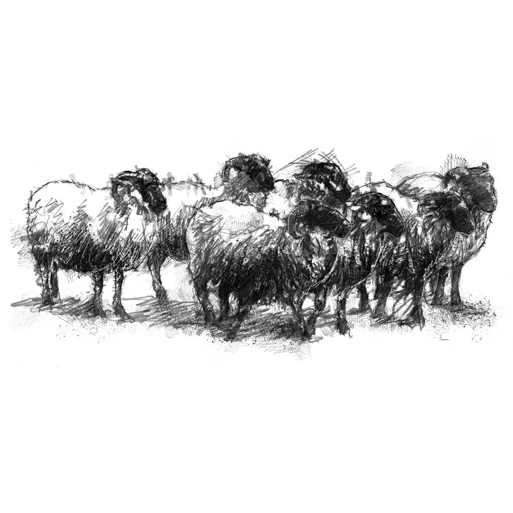 Sheep flock wide format