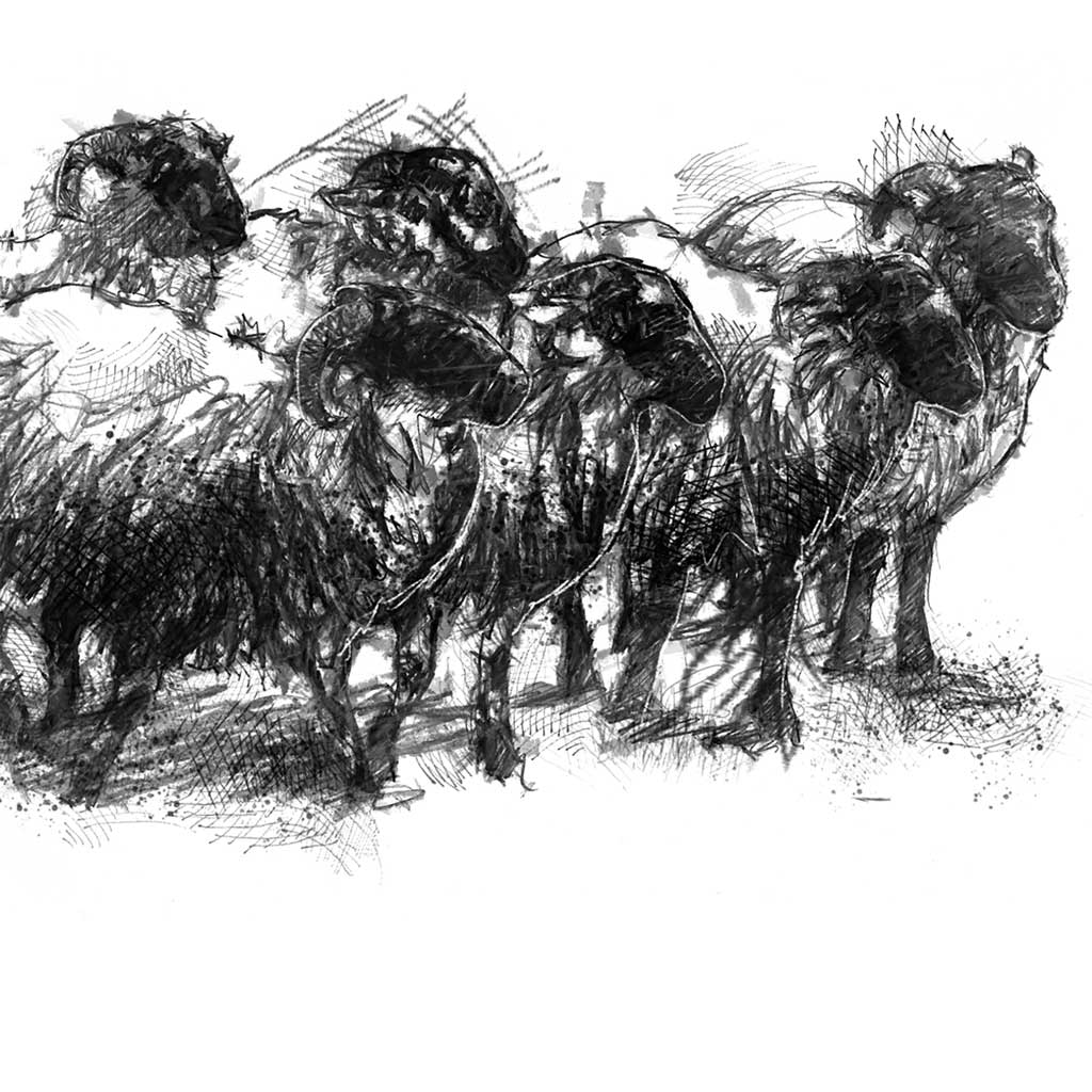 Sheep flock wide format