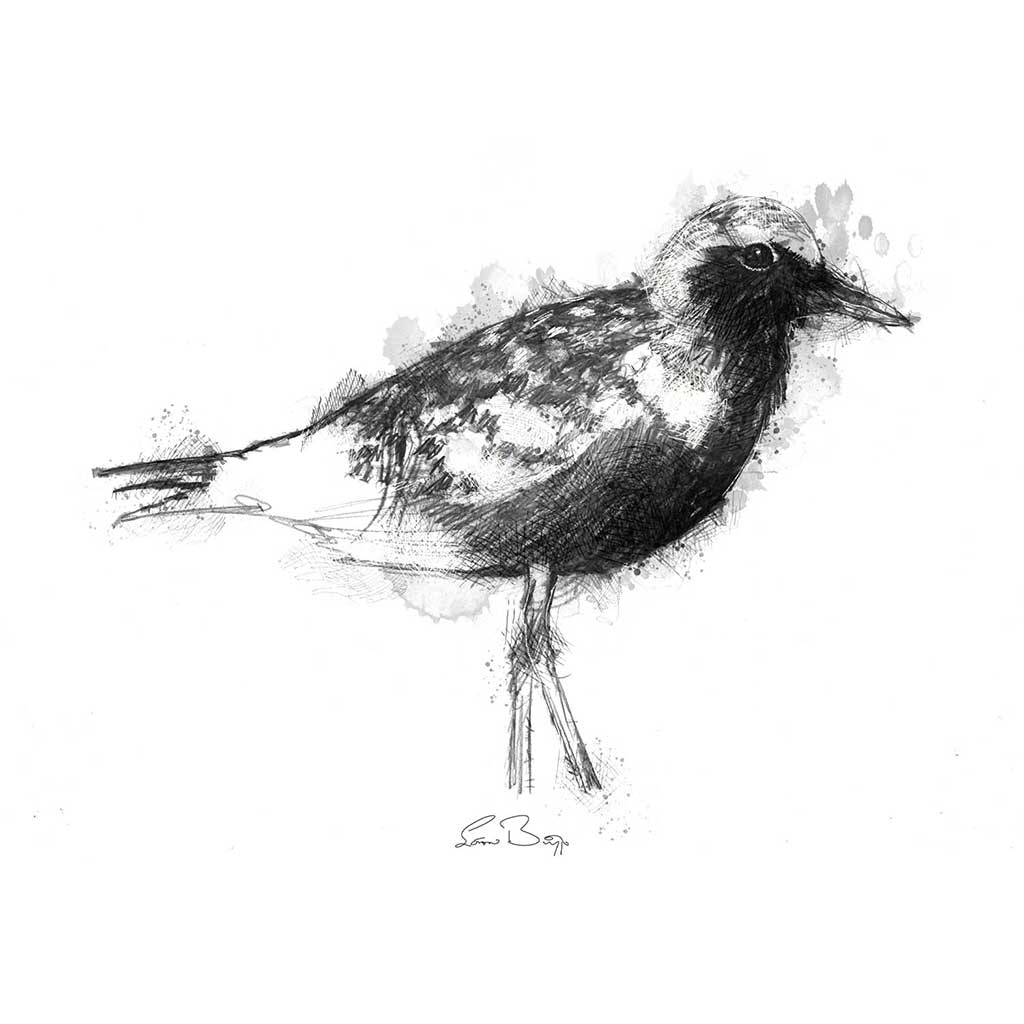 Black bellied plover