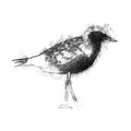 Black bellied plover