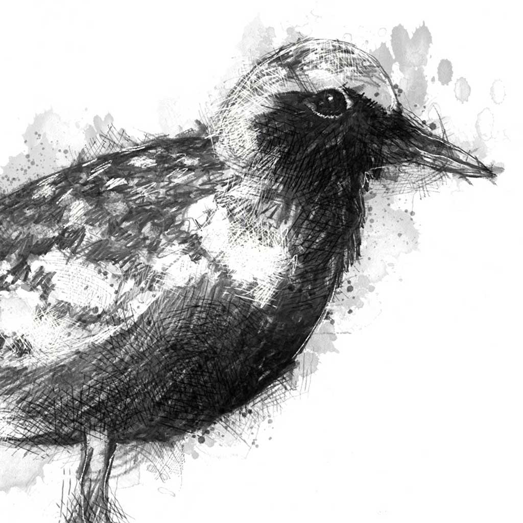 Black bellied plover