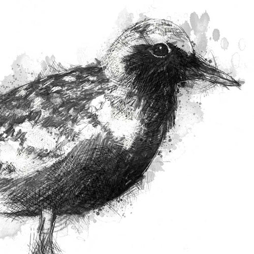 Black bellied plover