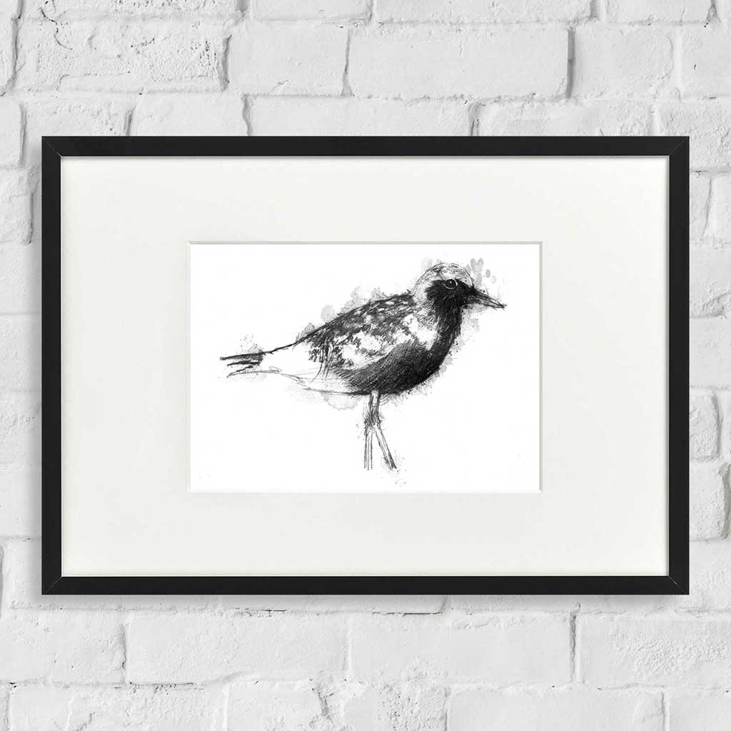 Black bellied plover