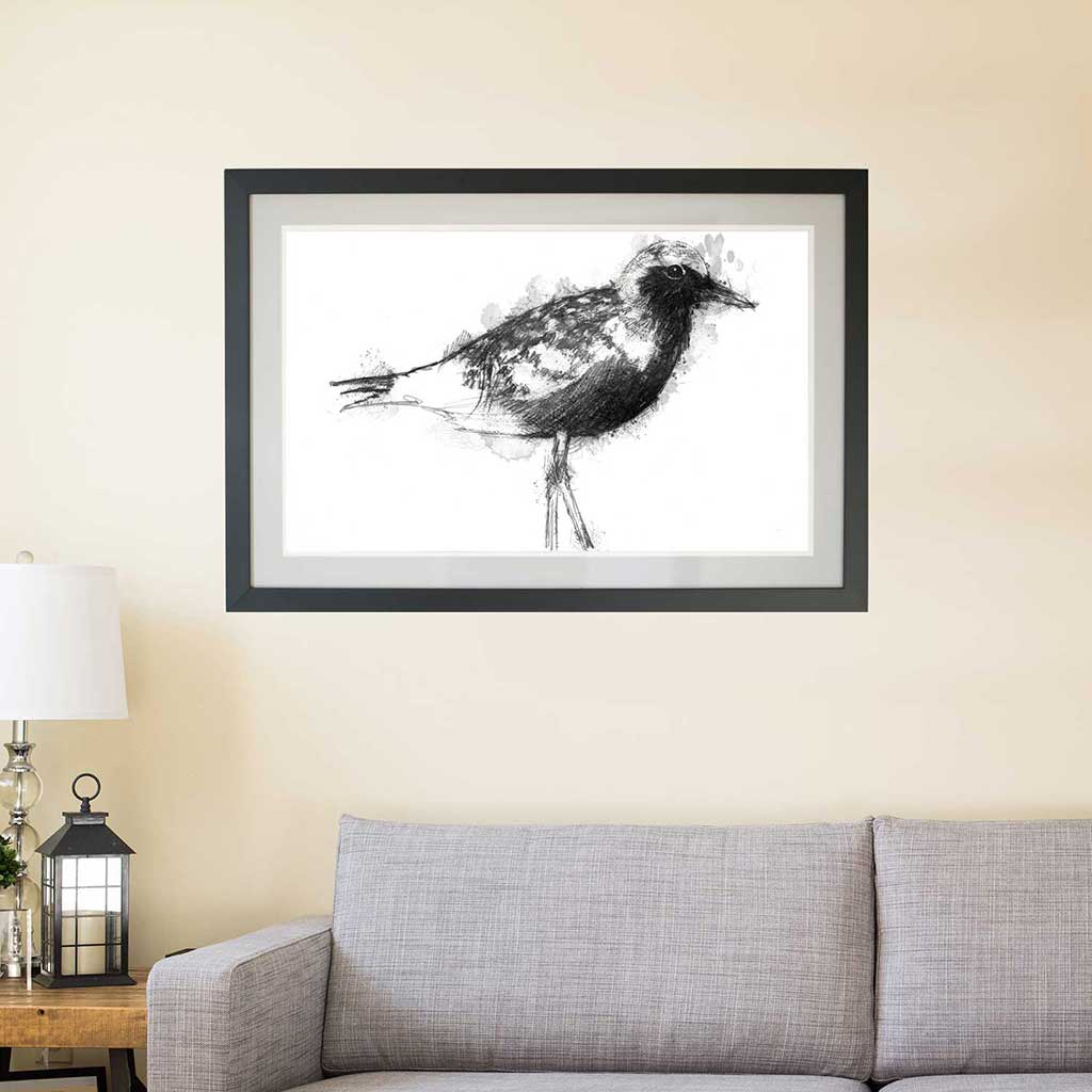 Black bellied plover