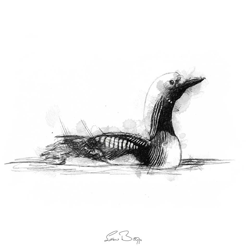 Black throated diver