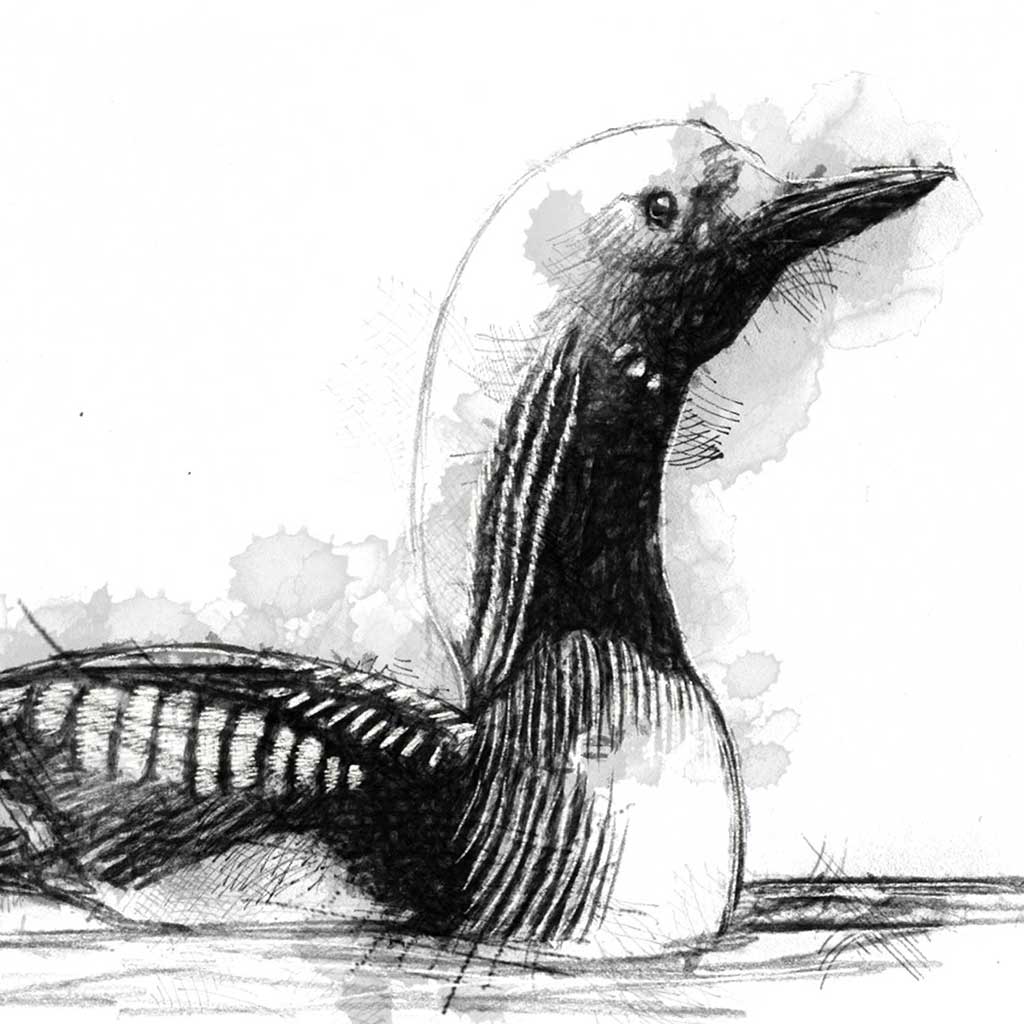 Black throated diver
