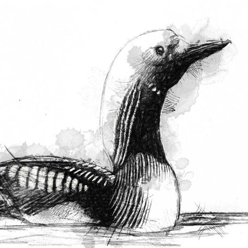 Black throated diver