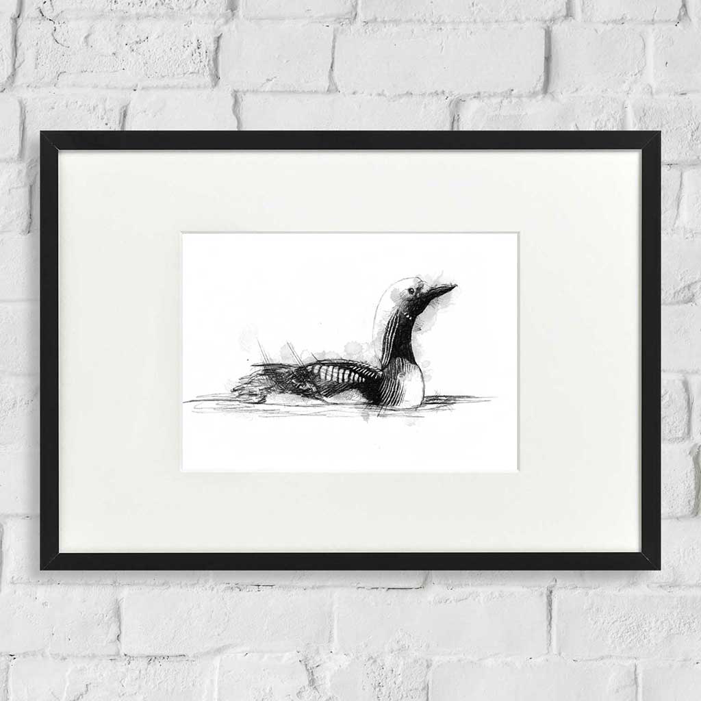Black throated diver