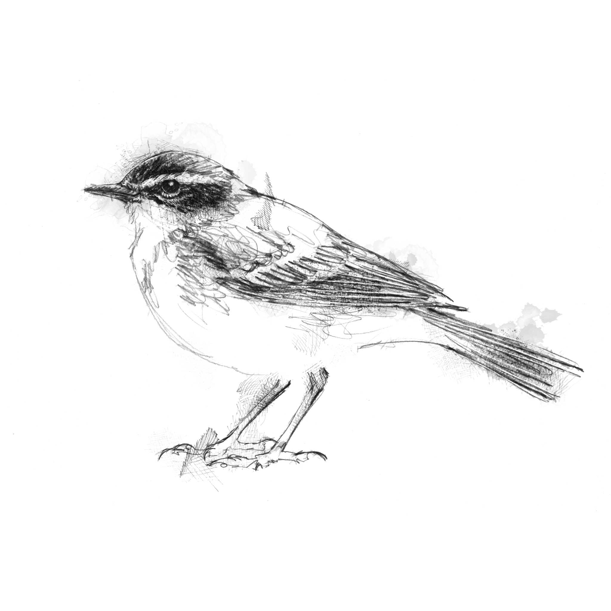Blue-headed Wagtail - BW Sketch