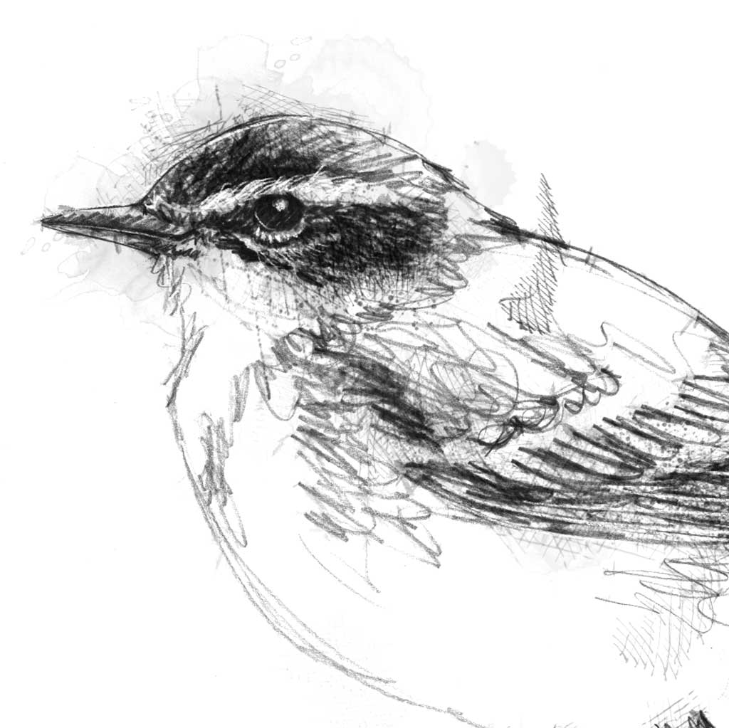 Blue-headed Wagtail - BW Sketch