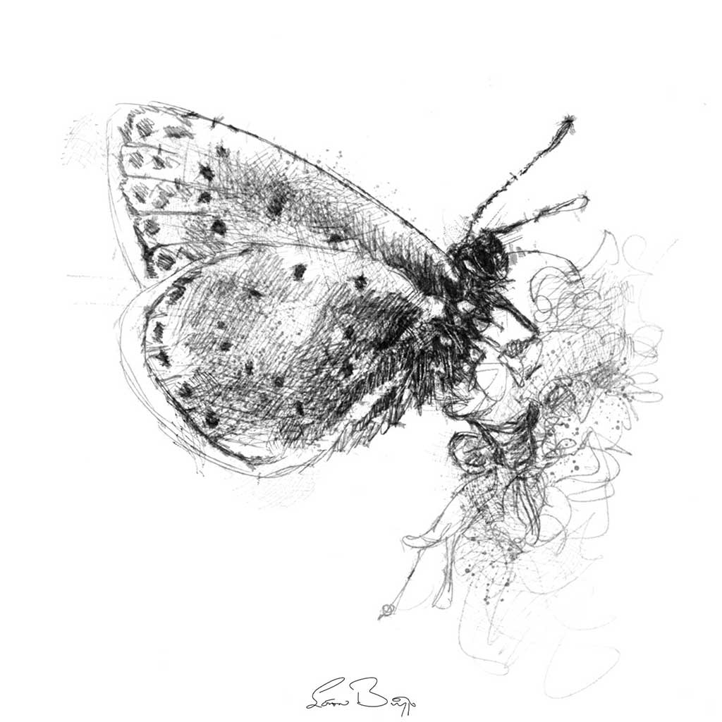 Common blue