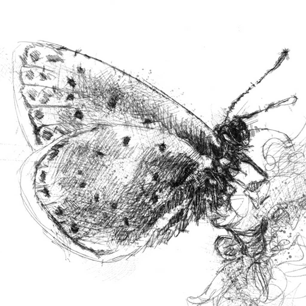 Common blue