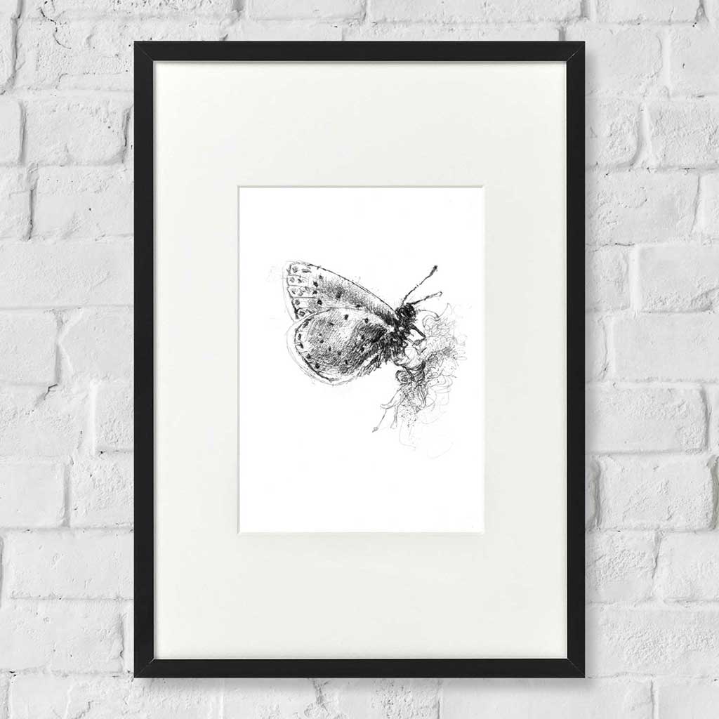 Common blue