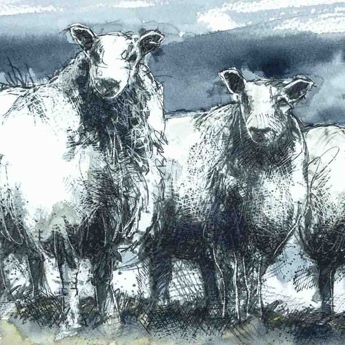 Blue faced sheep watercolour