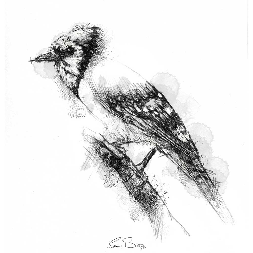 Blue jay