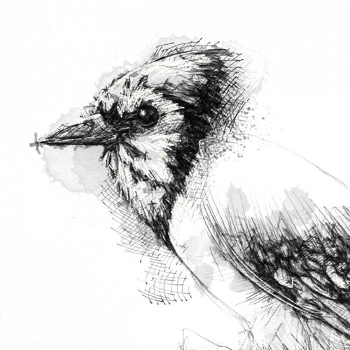 Blue jay